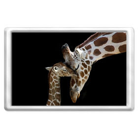 Магнит 45*70 с принтом Жирафы в Санкт-Петербурге, Пластик | Размер: 78*52 мм; Размер печати: 70*45 | Тематика изображения на принте: africa | animals | baby | child | family | giraffes | head | mother | африка | головы | животные | жирафы | любовь | малыш | мама | ребенок | семья