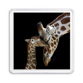 Магнит 55*55 с принтом Жирафы в Санкт-Петербурге, Пластик | Размер: 65*65 мм; Размер печати: 55*55 мм | Тематика изображения на принте: africa | animals | baby | child | family | giraffes | head | mother | африка | головы | животные | жирафы | любовь | малыш | мама | ребенок | семья