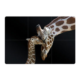 Магнитный плакат 3Х2 с принтом Жирафы в Санкт-Петербурге, Полимерный материал с магнитным слоем | 6 деталей размером 9*9 см | africa | animals | baby | child | family | giraffes | head | mother | африка | головы | животные | жирафы | любовь | малыш | мама | ребенок | семья