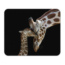 Коврик прямоугольный с принтом Жирафы в Санкт-Петербурге, натуральный каучук | размер 230 х 185 мм; запечатка лицевой стороны | africa | animals | baby | child | family | giraffes | head | mother | африка | головы | животные | жирафы | любовь | малыш | мама | ребенок | семья