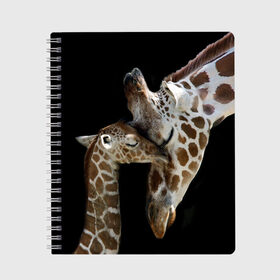 Тетрадь с принтом Жирафы в Санкт-Петербурге, 100% бумага | 48 листов, плотность листов — 60 г/м2, плотность картонной обложки — 250 г/м2. Листы скреплены сбоку удобной пружинной спиралью. Уголки страниц и обложки скругленные. Цвет линий — светло-серый
 | africa | animals | baby | child | family | giraffes | head | mother | африка | головы | животные | жирафы | любовь | малыш | мама | ребенок | семья