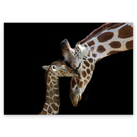 Поздравительная открытка с принтом Жирафы в Санкт-Петербурге, 100% бумага | плотность бумаги 280 г/м2, матовая, на обратной стороне линовка и место для марки
 | Тематика изображения на принте: africa | animals | baby | child | family | giraffes | head | mother | африка | головы | животные | жирафы | любовь | малыш | мама | ребенок | семья