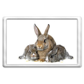 Магнит 45*70 с принтом Кролики в Санкт-Петербурге, Пластик | Размер: 78*52 мм; Размер печати: 70*45 | Тематика изображения на принте: animals | bunnies | cute | eared | family | fluffy | kids | mom | rabbits | животные | зайцы | кролики | малыши | мама | милые | пушистые | семья | ушастые