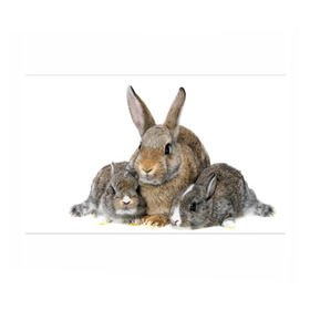 Бумага для упаковки 3D с принтом Кролики в Санкт-Петербурге, пластик и полированная сталь | круглая форма, металлическое крепление в виде кольца | Тематика изображения на принте: animals | bunnies | cute | eared | family | fluffy | kids | mom | rabbits | животные | зайцы | кролики | малыши | мама | милые | пушистые | семья | ушастые