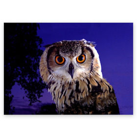 Поздравительная открытка с принтом Сова в ночи в Санкт-Петербурге, 100% бумага | плотность бумаги 280 г/м2, матовая, на обратной стороне линовка и место для марки
 | Тематика изображения на принте: животные | ночь | птица | сова