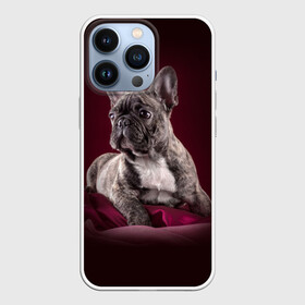Чехол для iPhone 13 Pro с принтом Бульдог в Санкт-Петербурге,  |  | бульдог | кутёнок | прикольные картинки | собака | щенок