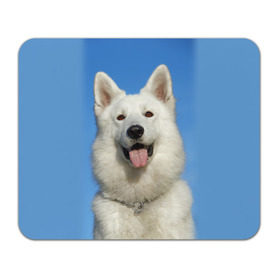 Коврик прямоугольный с принтом белый пес в Санкт-Петербурге, натуральный каучук | размер 230 х 185 мм; запечатка лицевой стороны | dog | friend | взгляд | волк | друг | пес | собака | хаски