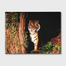 Альбом для рисования с принтом Тигр в Санкт-Петербурге, 100% бумага
 | матовая бумага, плотность 200 мг. | Тематика изображения на принте: дикая кошка | лес | природа | тигр | хищник