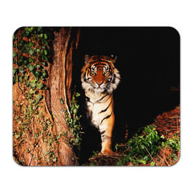 Коврик прямоугольный с принтом Тигр в Санкт-Петербурге, натуральный каучук | размер 230 х 185 мм; запечатка лицевой стороны | Тематика изображения на принте: дикая кошка | лес | природа | тигр | хищник