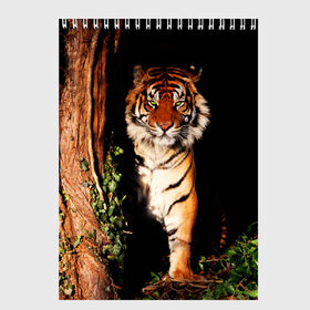 Скетчбук с принтом Тигр в Санкт-Петербурге, 100% бумага
 | 48 листов, плотность листов — 100 г/м2, плотность картонной обложки — 250 г/м2. Листы скреплены сверху удобной пружинной спиралью | Тематика изображения на принте: дикая кошка | лес | природа | тигр | хищник