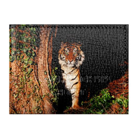 Обложка для студенческого билета с принтом Тигр в Санкт-Петербурге, натуральная кожа | Размер: 11*8 см; Печать на всей внешней стороне | дикая кошка | лес | природа | тигр | хищник