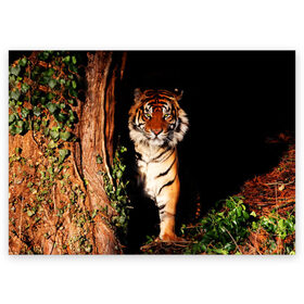 Поздравительная открытка с принтом Тигр в Санкт-Петербурге, 100% бумага | плотность бумаги 280 г/м2, матовая, на обратной стороне линовка и место для марки
 | Тематика изображения на принте: дикая кошка | лес | природа | тигр | хищник
