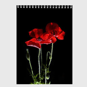 Скетчбук с принтом Маки в Санкт-Петербурге, 100% бумага
 | 48 листов, плотность листов — 100 г/м2, плотность картонной обложки — 250 г/м2. Листы скреплены сверху удобной пружинной спиралью | background | black | flowers | poppies | poppy | red | wild | красные | мак | маки | полевые | фон | цветы | черный