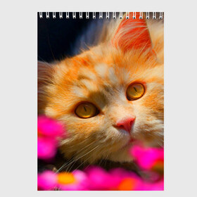 Скетчбук с принтом Кошечка в Санкт-Петербурге, 100% бумага
 | 48 листов, плотность листов — 100 г/м2, плотность картонной обложки — 250 г/м2. Листы скреплены сверху удобной пружинной спиралью | животные | кот | кошка | милая | рыжий