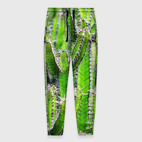 Мужские брюки 3D с принтом Кактус в Санкт-Петербурге, 100% полиэстер | манжеты по низу, эластичный пояс регулируется шнурком, по бокам два кармана без застежек, внутренняя часть кармана из мелкой сетки | кактус | колючки | прикольные картинки | природа | цветочки | цветы