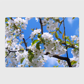 Магнитный плакат 3Х2 с принтом Вишнёвый цвет в Санкт-Петербурге, Полимерный материал с магнитным слоем | 6 деталей размером 9*9 см | весна | вишня | лепестки | прикольные картинки | цветение | цветы
