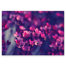Поздравительная открытка с принтом Цветы в Санкт-Петербурге, 100% бумага | плотность бумаги 280 г/м2, матовая, на обратной стороне линовка и место для марки
 | Тематика изображения на принте: flower | nature | violet | природа | цветы