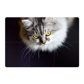 Магнитный плакат 3Х2 с принтом Жёлтые глаза в Санкт-Петербурге, Полимерный материал с магнитным слоем | 6 деталей размером 9*9 см | взгляд | глаза | голова животного | киска | кот | котёнок | кошка | прикольные картинки