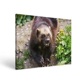 Холст прямоугольный с принтом Росомаха в Санкт-Петербурге, 100% ПВХ |  | животные | лес | медведи | охота | природа | туризм