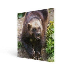 Холст квадратный с принтом Росомаха в Санкт-Петербурге, 100% ПВХ |  | животные | лес | медведи | охота | природа | туризм