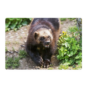 Магнитный плакат 3Х2 с принтом Росомаха в Санкт-Петербурге, Полимерный материал с магнитным слоем | 6 деталей размером 9*9 см | Тематика изображения на принте: животные | лес | медведи | охота | природа | туризм