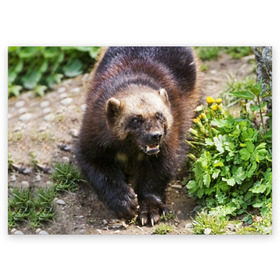 Поздравительная открытка с принтом Росомаха в Санкт-Петербурге, 100% бумага | плотность бумаги 280 г/м2, матовая, на обратной стороне линовка и место для марки
 | животные | лес | медведи | охота | природа | туризм