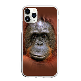 Чехол для iPhone 11 Pro матовый с принтом Обезьяна в Санкт-Петербурге, Силикон |  | животные | о.м.с.к. | обезьяна | орангутанг