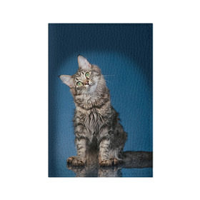 Обложка для паспорта матовая кожа с принтом Мейн-кун 2 в Санкт-Петербурге, натуральная матовая кожа | размер 19,3 х 13,7 см; прозрачные пластиковые крепления | кот | котенок | котик | котэ | кошка | мейн кун | мейнкун | мэйн кун | мэйнкун