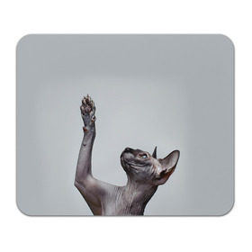 Коврик прямоугольный с принтом Сфинкс 3 в Санкт-Петербурге, натуральный каучук | размер 230 х 185 мм; запечатка лицевой стороны | Тематика изображения на принте: кот | котенок | котик | котэ | кошка | сфинкс