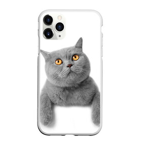 Чехол для iPhone 11 Pro матовый с принтом Британец 2 в Санкт-Петербурге, Силикон |  | британец | британская | британцы | кот | котенок | котик | котэ | кошка