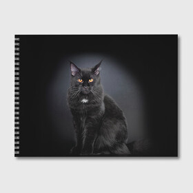 Альбом для рисования с принтом Мейн-кун 3 в Санкт-Петербурге, 100% бумага
 | матовая бумага, плотность 200 мг. | Тематика изображения на принте: кот | котенок | котик | котэ | кошка | мейн кун | мейнкун | мэйн кун | мэйнкун