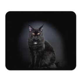Коврик прямоугольный с принтом Мейн-кун 3 в Санкт-Петербурге, натуральный каучук | размер 230 х 185 мм; запечатка лицевой стороны | Тематика изображения на принте: кот | котенок | котик | котэ | кошка | мейн кун | мейнкун | мэйн кун | мэйнкун