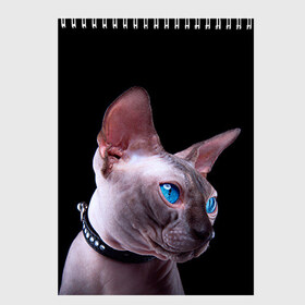 Скетчбук с принтом Сфинкс 6 в Санкт-Петербурге, 100% бумага
 | 48 листов, плотность листов — 100 г/м2, плотность картонной обложки — 250 г/м2. Листы скреплены сверху удобной пружинной спиралью | Тематика изображения на принте: кот | котенок | котик | котэ | кошка | сфинкс