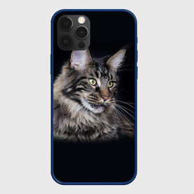 Чехол для iPhone 12 Pro с принтом Мейн-кун 5 в Санкт-Петербурге, силикон | область печати: задняя сторона чехла, без боковых панелей | Тематика изображения на принте: кот | котенок | котик | котэ | кошка | мейн кун | мейнкун | мэйн кун | мэйнкун