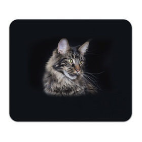 Коврик прямоугольный с принтом Мейн-кун 5 в Санкт-Петербурге, натуральный каучук | размер 230 х 185 мм; запечатка лицевой стороны | кот | котенок | котик | котэ | кошка | мейн кун | мейнкун | мэйн кун | мэйнкун