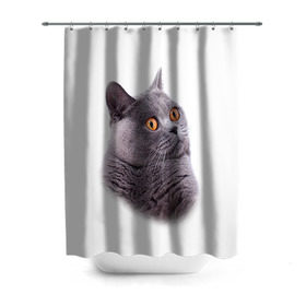 Штора 3D для ванной с принтом Британец 5 в Санкт-Петербурге, 100% полиэстер | плотность материала — 100 г/м2. Стандартный размер — 146 см х 180 см. По верхнему краю — пластиковые люверсы для креплений. В комплекте 10 пластиковых колец | британец | британская | британцы | кот | котенок | котик | котэ | кошка
