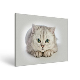 Холст прямоугольный с принтом Британец 6 в Санкт-Петербурге, 100% ПВХ |  | Тематика изображения на принте: британец | британская | британцы | кот | котенок | котик | котэ | кошка