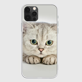 Чехол для iPhone 12 Pro Max с принтом Британец 6 в Санкт-Петербурге, Силикон |  | Тематика изображения на принте: британец | британская | британцы | кот | котенок | котик | котэ | кошка