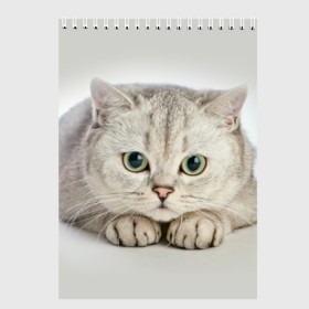 Скетчбук с принтом Британец 6 в Санкт-Петербурге, 100% бумага
 | 48 листов, плотность листов — 100 г/м2, плотность картонной обложки — 250 г/м2. Листы скреплены сверху удобной пружинной спиралью | британец | британская | британцы | кот | котенок | котик | котэ | кошка