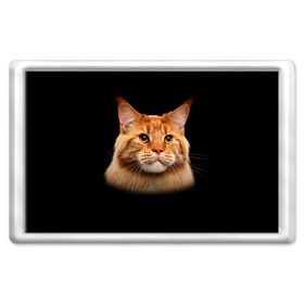 Магнит 45*70 с принтом Мейн-кун 6 в Санкт-Петербурге, Пластик | Размер: 78*52 мм; Размер печати: 70*45 | Тематика изображения на принте: кот | котенок | котик | котэ | кошка | мейн кун | мейнкун | мэйн кун | мэйнкун