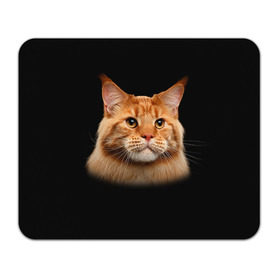 Коврик прямоугольный с принтом Мейн-кун 6 в Санкт-Петербурге, натуральный каучук | размер 230 х 185 мм; запечатка лицевой стороны | кот | котенок | котик | котэ | кошка | мейн кун | мейнкун | мэйн кун | мэйнкун