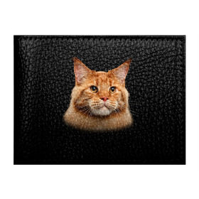 Обложка для студенческого билета с принтом Мейн-кун 6 в Санкт-Петербурге, натуральная кожа | Размер: 11*8 см; Печать на всей внешней стороне | Тематика изображения на принте: кот | котенок | котик | котэ | кошка | мейн кун | мейнкун | мэйн кун | мэйнкун