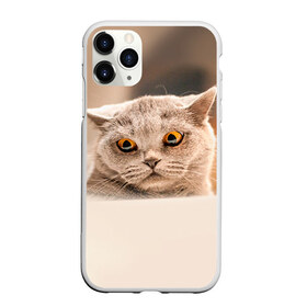 Чехол для iPhone 11 Pro матовый с принтом Британец 7 в Санкт-Петербурге, Силикон |  | британец | британская | британцы | кот | котенок | котик | котэ | кошка