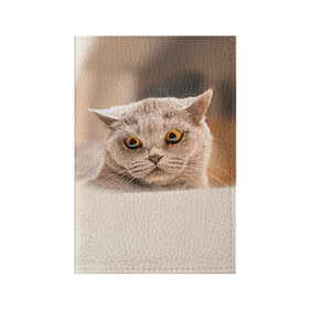 Обложка для паспорта матовая кожа с принтом Британец 7 в Санкт-Петербурге, натуральная матовая кожа | размер 19,3 х 13,7 см; прозрачные пластиковые крепления | британец | британская | британцы | кот | котенок | котик | котэ | кошка