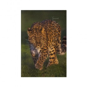 Обложка для паспорта матовая кожа с принтом Дальневосточный леопард в Санкт-Петербурге, натуральная матовая кожа | размер 19,3 х 13,7 см; прозрачные пластиковые крепления | дикая кошка | леопард | природа | хищник