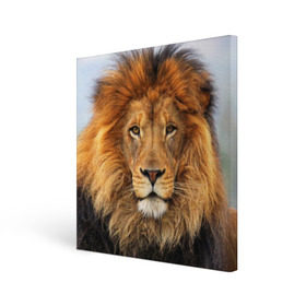 Холст квадратный с принтом Красавец лев в Санкт-Петербурге, 100% ПВХ |  | lion | грива | дикая кошка | добыча | животное | зверь | клыки | когти | король джунглей | лев | мясо | хищник | царь зверей