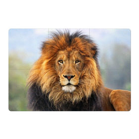 Магнитный плакат 3Х2 с принтом Красавец лев в Санкт-Петербурге, Полимерный материал с магнитным слоем | 6 деталей размером 9*9 см | Тематика изображения на принте: lion | грива | дикая кошка | добыча | животное | зверь | клыки | когти | король джунглей | лев | мясо | хищник | царь зверей