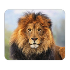 Коврик прямоугольный с принтом Красавец лев в Санкт-Петербурге, натуральный каучук | размер 230 х 185 мм; запечатка лицевой стороны | lion | грива | дикая кошка | добыча | животное | зверь | клыки | когти | король джунглей | лев | мясо | хищник | царь зверей