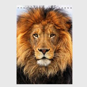 Скетчбук с принтом Красавец лев в Санкт-Петербурге, 100% бумага
 | 48 листов, плотность листов — 100 г/м2, плотность картонной обложки — 250 г/м2. Листы скреплены сверху удобной пружинной спиралью | Тематика изображения на принте: lion | грива | дикая кошка | добыча | животное | зверь | клыки | когти | король джунглей | лев | мясо | хищник | царь зверей