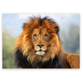 Поздравительная открытка с принтом Красавец лев в Санкт-Петербурге, 100% бумага | плотность бумаги 280 г/м2, матовая, на обратной стороне линовка и место для марки
 | Тематика изображения на принте: lion | грива | дикая кошка | добыча | животное | зверь | клыки | когти | король джунглей | лев | мясо | хищник | царь зверей